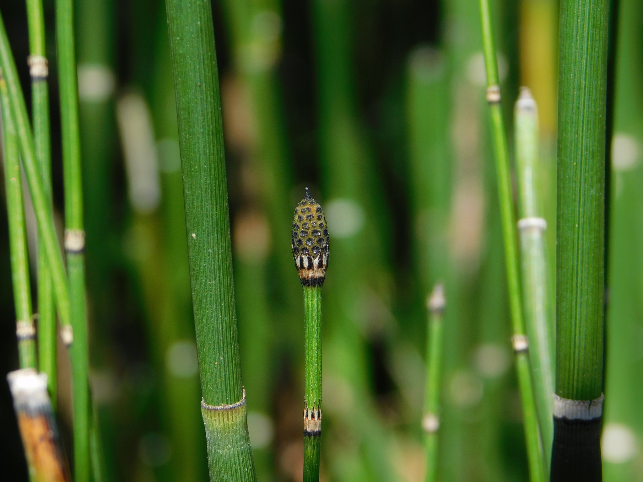 Equisetum hyemale